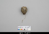 北京杖頭戲偶-花臉藏品圖，第3張